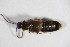  ( - BFB_Col_FK_7963)  @11 [ ] CreativeCommons - Attribution Non-Commercial Share-Alike (2015) Unspecified SNSB, Zoologische Staatssammlung Muenchen