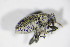  ( - BFB_Col_FK_9996)  @13 [ ] CreativeCommons - Attribution Non-Commercial Share-Alike (2015) Unspecified SNSB, Zoologische Staatssammlung Muenchen