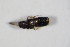  ( - BFB_Col_FK_10364)  @11 [ ] CreativeCommons - Attribution Non-Commercial Share-Alike (2015) Unspecified SNSB, Zoologische Staatssammlung Muenchen