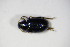  ( - BFB_Col_FK_10376)  @12 [ ] CreativeCommons - Attribution Non-Commercial Share-Alike (2015) Unspecified SNSB, Zoologische Staatssammlung Muenchen