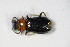  ( - BFB_Col_FK_10394)  @13 [ ] CreativeCommons - Attribution Non-Commercial Share-Alike (2015) Unspecified SNSB, Zoologische Staatssammlung Muenchen