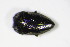  ( - BFB_Col_FK_10436)  @11 [ ] CreativeCommons - Attribution Non-Commercial Share-Alike (2015) Unspecified SNSB, Zoologische Staatssammlung Muenchen