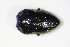  ( - BFB_Col_FK_10437)  @12 [ ] CreativeCommons - Attribution Non-Commercial Share-Alike (2015) Unspecified SNSB, Zoologische Staatssammlung Muenchen
