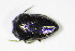  ( - BFB_Col_FK_10438)  @13 [ ] CreativeCommons - Attribution Non-Commercial Share-Alike (2015) Unspecified SNSB, Zoologische Staatssammlung Muenchen