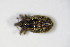  ( - BFB_Col_FK_10440)  @11 [ ] CreativeCommons - Attribution Non-Commercial Share-Alike (2015) Unspecified SNSB, Zoologische Staatssammlung Muenchen