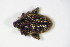  ( - BFB_Col_FK_10441)  @13 [ ] CreativeCommons - Attribution Non-Commercial Share-Alike (2015) Unspecified SNSB, Zoologische Staatssammlung Muenchen