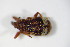  ( - BFB_Col_FK_10443)  @11 [ ] CreativeCommons - Attribution Non-Commercial Share-Alike (2015) Unspecified SNSB, Zoologische Staatssammlung Muenchen