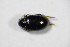  ( - BFB_Col_FK_10493)  @11 [ ] CreativeCommons - Attribution Non-Commercial Share-Alike (2015) Unspecified SNSB, Zoologische Staatssammlung Muenchen