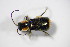  ( - BFB_Col_FK_10505)  @13 [ ] CreativeCommons - Attribution Non-Commercial Share-Alike (2015) Unspecified SNSB, Zoologische Staatssammlung Muenchen