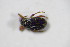  ( - BFB_Col_FK_10506)  @11 [ ] CreativeCommons - Attribution Non-Commercial Share-Alike (2015) Unspecified SNSB, Zoologische Staatssammlung Muenchen