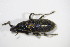  ( - BFB_Col_FK_10538)  @11 [ ] CreativeCommons - Attribution Non-Commercial Share-Alike (2015) Unspecified SNSB, Zoologische Staatssammlung Muenchen