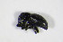  ( - BFB_Col_FK_11312)  @12 [ ] CreativeCommons - Attribution Non-Commercial Share-Alike (2015) Unspecified SNSB, Zoologische Staatssammlung Muenchen
