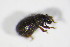  ( - BFB_Col_FK_11324)  @12 [ ] CreativeCommons - Attribution Non-Commercial Share-Alike (2015) Unspecified SNSB, Zoologische Staatssammlung Muenchen