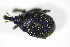  (Phrydiuchus - BFB_Col_FK_11330)  @12 [ ] CreativeCommons - Attribution Non-Commercial Share-Alike (2015) Unspecified SNSB, Zoologische Staatssammlung Muenchen