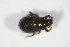  (Trachyphloeus spinimanus - BFB_Col_FK_11331)  @12 [ ] CreativeCommons - Attribution Non-Commercial Share-Alike (2015) Unspecified SNSB, Zoologische Staatssammlung Muenchen