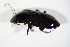  ( - BFB_Col_FK_11355)  @12 [ ] CreativeCommons - Attribution Non-Commercial Share-Alike (2015) Unspecified SNSB, Zoologische Staatssammlung Muenchen