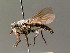  ( - BC ZSM DIP 00076)  @11 [ ] CreativeCommons - Attribution Non-Commercial Share-Alike (2010) Unspecified SNSB, Zoologische Staatssammlung Muenchen