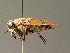  ( - BC ZSM DIP 00091)  @11 [ ] CreativeCommons - Attribution Non-Commercial Share-Alike (2010) Unspecified SNSB, Zoologische Staatssammlung Muenchen