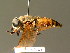  ( - BC ZSM DIP 00093)  @11 [ ] CreativeCommons - Attribution Non-Commercial Share-Alike (2010) Unspecified SNSB, Zoologische Staatssammlung Muenchen