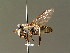  ( - BC ZSM DIP 00103)  @14 [ ] CreativeCommons - Attribution Non-Commercial Share-Alike (2010) Unspecified SNSB, Zoologische Staatssammlung Muenchen