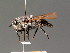  ( - BC ZSM DIP 00139)  @11 [ ] CreativeCommons - Attribution Non-Commercial Share-Alike (2010) Unspecified SNSB, Zoologische Staatssammlung Muenchen