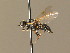  ( - BC_ZSM_DIP_00381)  @11 [ ] CreativeCommons - Attribution Non-Commercial Share-Alike (2010) Unspecified SNSB, Zoologische Staatssammlung Muenchen