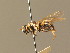  ( - BC_ZSM_DIP_00387)  @11 [ ] CreativeCommons - Attribution Non-Commercial Share-Alike (2010) Unspecified SNSB, Zoologische Staatssammlung Muenchen