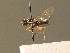  (Oxycera pardalina - BC_ZSM_DIP_00390)  @11 [ ] CreativeCommons - Attribution Non-Commercial Share-Alike (2010) Unspecified SNSB, Zoologische Staatssammlung Muenchen