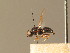  ( - BC_ZSM_DIP_00392)  @11 [ ] CreativeCommons - Attribution Non-Commercial Share-Alike (2010) Unspecified SNSB, Zoologische Staatssammlung Muenchen