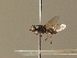  (Oxycera pseudamoena - BC_ZSM_DIP_00393)  @11 [ ] CreativeCommons - Attribution Non-Commercial Share-Alike (2010) Unspecified SNSB, Zoologische Staatssammlung Muenchen