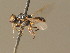  (Oxycera pygmaea - BC_ZSM_DIP_00394)  @11 [ ] CreativeCommons - Attribution Non-Commercial Share-Alike (2010) Unspecified SNSB, Zoologische Staatssammlung Muenchen
