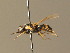  ( - BC_ZSM_DIP_00396)  @11 [ ] CreativeCommons - Attribution Non-Commercial Share-Alike (2010) Unspecified SNSB, Zoologische Staatssammlung Muenchen