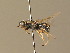  ( - BC_ZSM_DIP_00397)  @11 [ ] CreativeCommons - Attribution Non-Commercial Share-Alike (2010) Unspecified SNSB, Zoologische Staatssammlung Muenchen