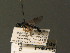  ( - BC_ZSM_DIP_00419)  @11 [ ] CreativeCommons - Attribution Non-Commercial Share-Alike (2010) Unspecified SNSB, Zoologische Staatssammlung Muenchen