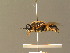 ( - BC_ZSM_DIP_00439)  @11 [ ] CreativeCommons - Attribution Non-Commercial Share-Alike (2010) Unspecified SNSB, Zoologische Staatssammlung Muenchen