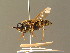  ( - BC_ZSM_DIP_00440)  @11 [ ] CreativeCommons - Attribution Non-Commercial Share-Alike (2010) Unspecified SNSB, Zoologische Staatssammlung Muenchen