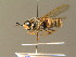  ( - BC_ZSM_DIP_00442)  @11 [ ] CreativeCommons - Attribution Non-Commercial Share-Alike (2010) Unspecified SNSB, Zoologische Staatssammlung Muenchen