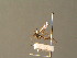  ( - BC_ZSM_DIP_00456)  @11 [ ] CreativeCommons - Attribution Non-Commercial Share-Alike (2010) Unspecified SNSB, Zoologische Staatssammlung Muenchen