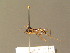  ( - BC_ZSM_DIP_00468)  @11 [ ] CreativeCommons - Attribution Non-Commercial Share-Alike (2010) Unspecified SNSB, Zoologische Staatssammlung Muenchen