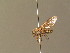  ( - BC_ZSM_DIP_00471)  @11 [ ] CreativeCommons - Attribution Non-Commercial Share-Alike (2010) Unspecified SNSB, Zoologische Staatssammlung Muenchen