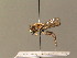  ( - BC_ZSM_DIP_00381)  @11 [ ] CreativeCommons - Attribution Non-Commercial Share-Alike (2010) Stefan Schmidt SNSB, Zoologische Staatssammlung Muenchen