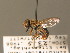  ( - BC_ZSM_DIP_00388)  @11 [ ] CreativeCommons - Attribution Non-Commercial Share-Alike (2010) Stefan Schmidt SNSB, Zoologische Staatssammlung Muenchen