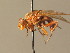  ( - BC_ZSM_DIP_00417)  @11 [ ] CreativeCommons - Attribution Non-Commercial Share-Alike (2010) Stefan Schmidt SNSB, Zoologische Staatssammlung Muenchen