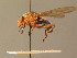  ( - BC_ZSM_DIP_00419)  @11 [ ] CreativeCommons - Attribution Non-Commercial Share-Alike (2010) Stefan Schmidt SNSB, Zoologische Staatssammlung Muenchen