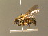  ( - BC_ZSM_DIP_00439)  @11 [ ] CreativeCommons - Attribution Non-Commercial Share-Alike (2010) Stefan Schmidt SNSB, Zoologische Staatssammlung Muenchen