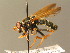  ( - BC_ZSM_DIP_00442)  @11 [ ] CreativeCommons - Attribution Non-Commercial Share-Alike (2010) Stefan Schmidt SNSB, Zoologische Staatssammlung Muenchen