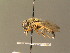  ( - BC_ZSM_DIP_00467)  @11 [ ] CreativeCommons - Attribution Non-Commercial Share-Alike (2010) Stefan Schmidt SNSB, Zoologische Staatssammlung Muenchen