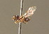  ( - BC_ZSM_DIP_00334)  @11 [ ] CreativeCommons - Attribution Non-Commercial Share-Alike (2010) Unspecified SNSB, Zoologische Staatssammlung Muenchen