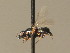  ( - BC_ZSM_DIP_00345)  @11 [ ] CreativeCommons - Attribution Non-Commercial Share-Alike (2010) Unspecified SNSB, Zoologische Staatssammlung Muenchen