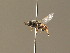  ( - BC_ZSM_DIP_00349)  @11 [ ] CreativeCommons - Attribution Non-Commercial Share-Alike (2010) Unspecified SNSB, Zoologische Staatssammlung Muenchen
